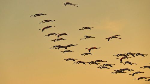 Low angle view of birds flying in sky