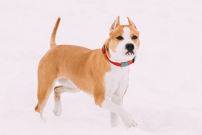 Dog standing against white background