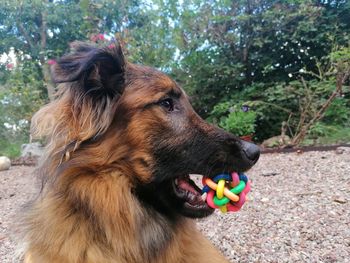 Close-up of a dog looking away