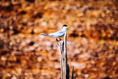 Bird perching on a wall