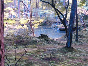 Trees growing on lakeshore