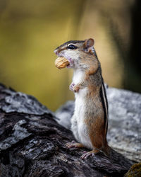 Close-up of squirrel on rock