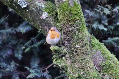 Bird perching on a branch