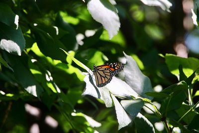 Close-up of butterfly on plant