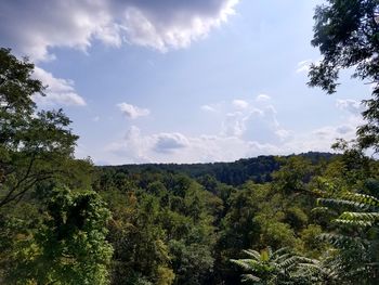 Low angle view of trees in forest against sky