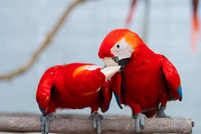 Close-up of parrot