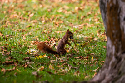 Squirrel on tree trunk