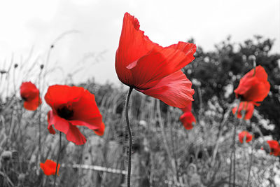 Close-up of red poppy flowers