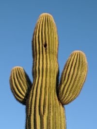 Low angle view of saguaro cactus against clear blue arizona desert sky