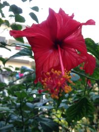 Close-up of red flowers