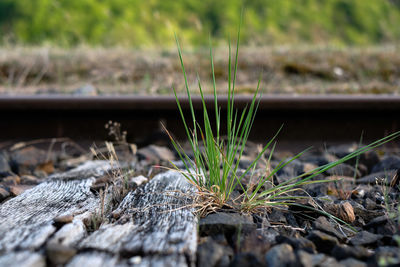 Close-up of grass growing on field