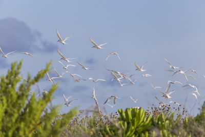 Flock of birds flying in the sky