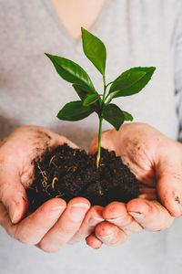 Close-up of hand holding sapling