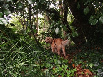 View of a dog in the forest