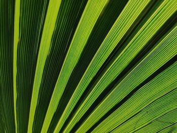 Full frame shot of palm tree leaves