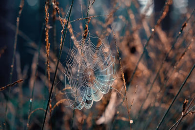 Close-up of spider web on plant