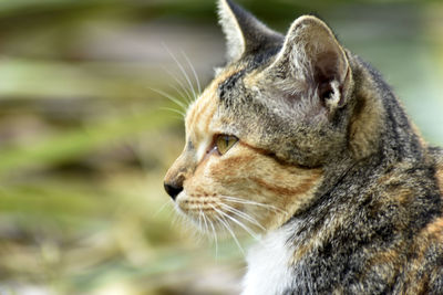 Close-up of a cat looking away