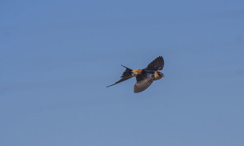 Low angle view of swallow flying in clear sky