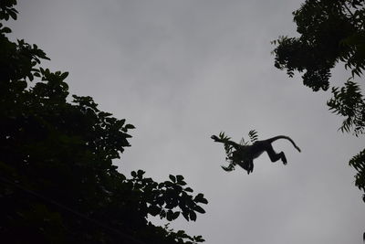 Low angle view of bird flying against sky