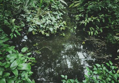 Plants growing in forest