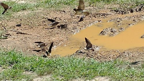 Low section of birds in water