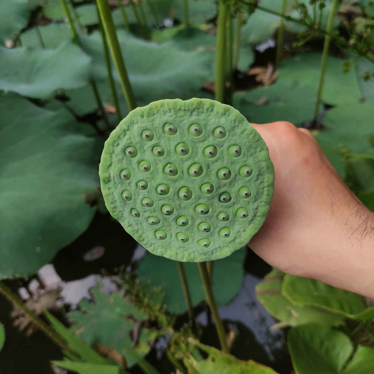 Lotus seedpod