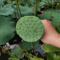 Close-up of water lily