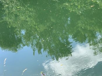 Reflection of trees in lake