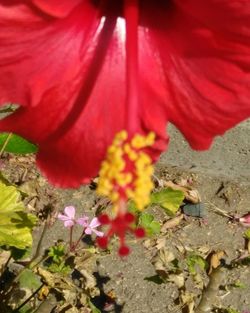 Close-up of red flowers