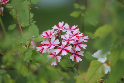 Close-up of pink flowering plant