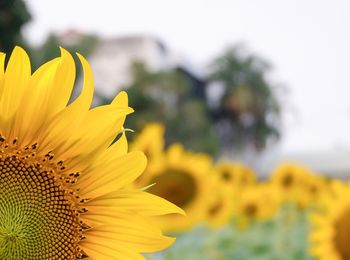 Close-up of sunflowers against clear sky