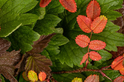 Close-up of leaves