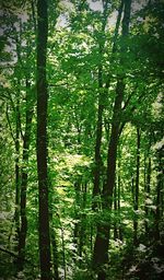 Trees in forest