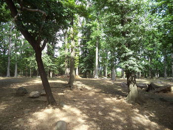 Trees on landscape against sky