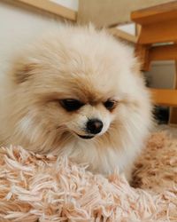 pet