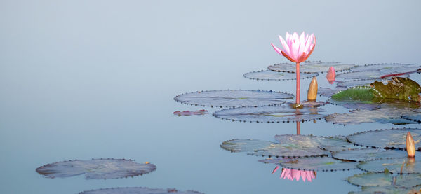 Digital composite image of water lily in lake against sky