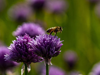 Close-up of bee pollinating on purple flower