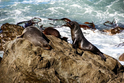 Seals relaxing on rock against sea