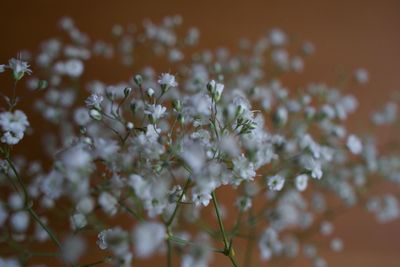 Close-up of white flowering plant