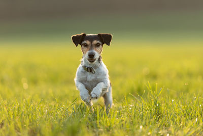 Portrait of dog on field