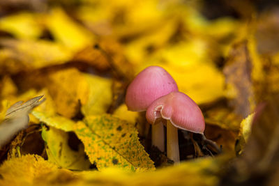 Close-up of mushroom growing on plant