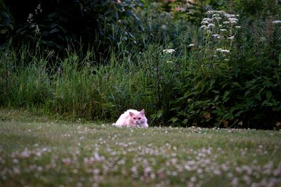 Cat resting on grass