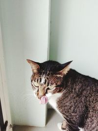 Close-up of cat looking at home