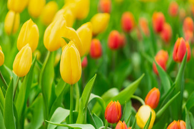 Close-up of yellow tulips on field