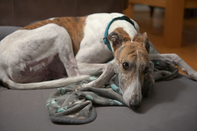 Adorable wide angle close up of a cute white and brindle greyhound as she curls up