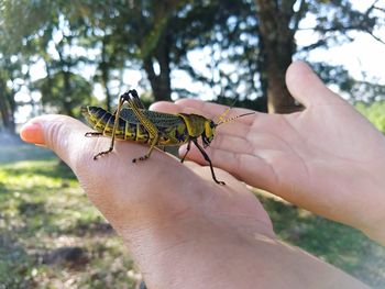 Close-up of insect on hand