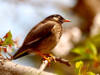 Close-up of bird perching on branch
