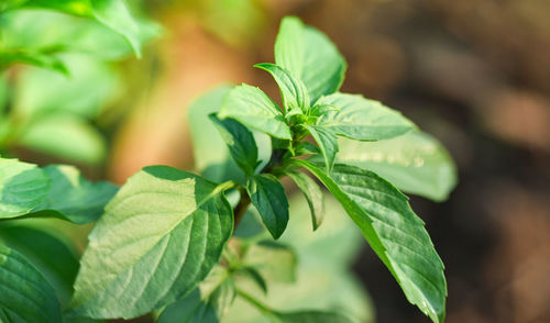 Close-up of plant leaves