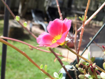 Close-up of pink flower growing on plant