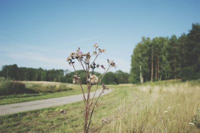 Scenic view of flowering plants on field against sky